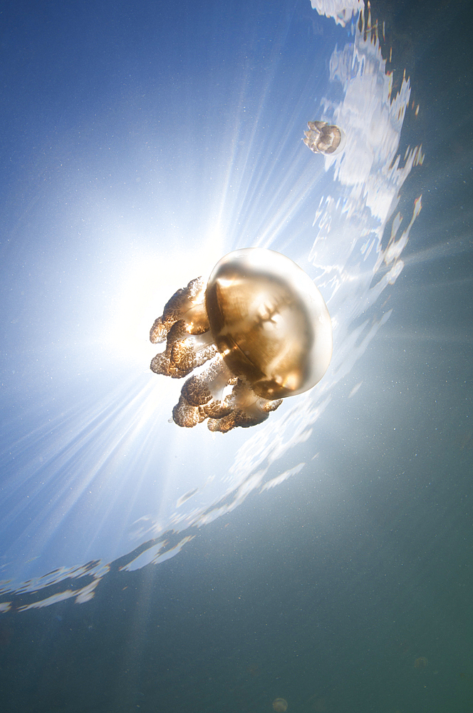 Sunrays illuminate a jellyfish, Mastigias sp., Jellyfish Lake, Kakaban Island, Berau, Kalimantan, Borneo, Indonesia, Pacific Ocean