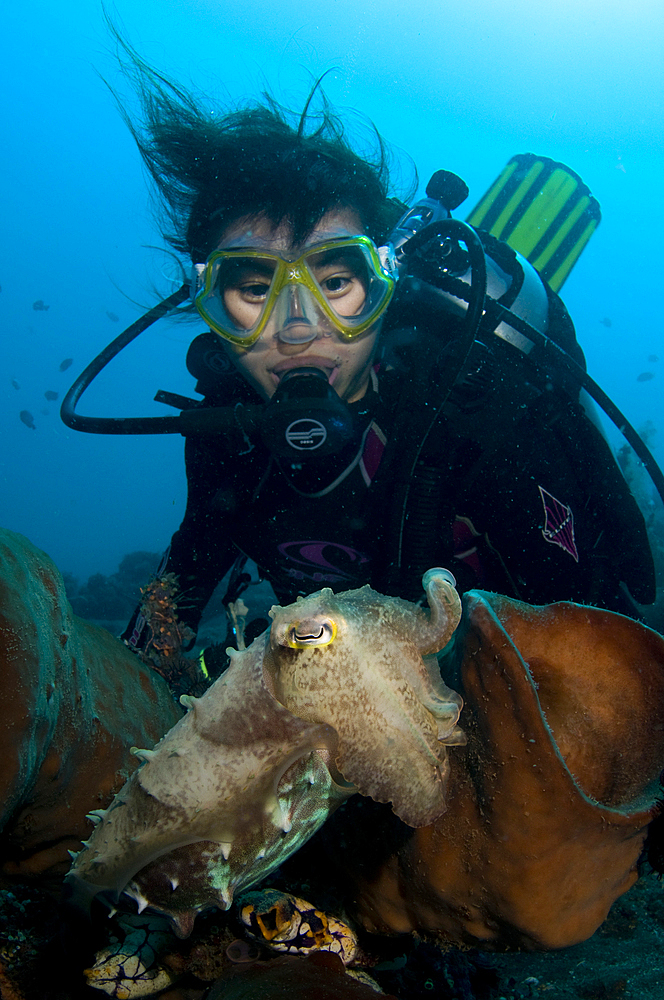 A diver interacts with a cuttlefish, Sepia sp., Lembeh Strait, Manado, North Sulawesi, Indonesia, Pacific Ocean