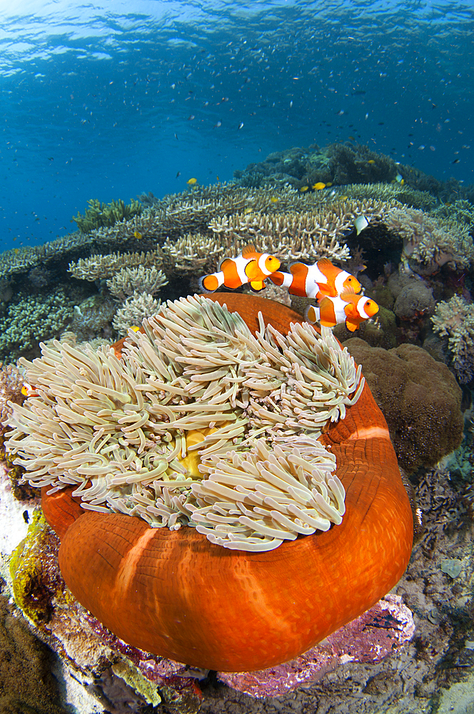 A magnificent anemone, Heteractis magnifica, in a shallow hard coral garden featuring several species of hard coral including finger and plate corals such as Porites sp., and Acropora sp., Komodo National Park, Nusa Tenggara, Indonesia, Pacific Ocean Komodo National Park, Nusa Tenggara, Indonesia, Pacific Ocean