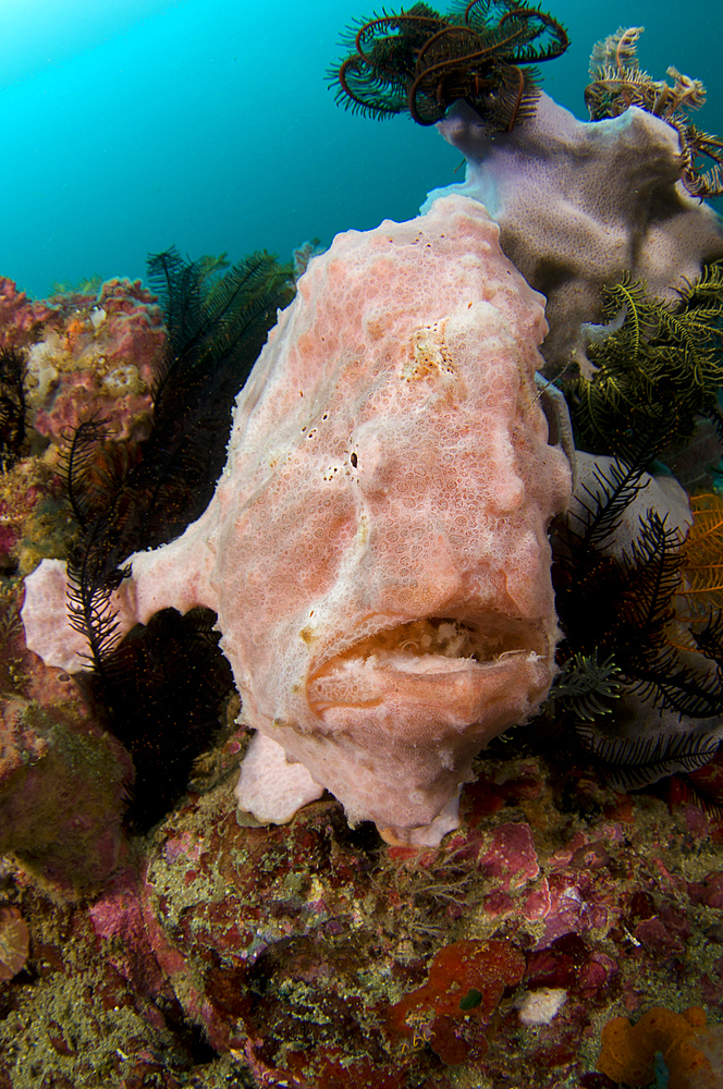 Giant frogfish portrait, Antennarius commersoniiKomodo National Park, Nusa Tenggara, Indonesia, Pacific Ocean