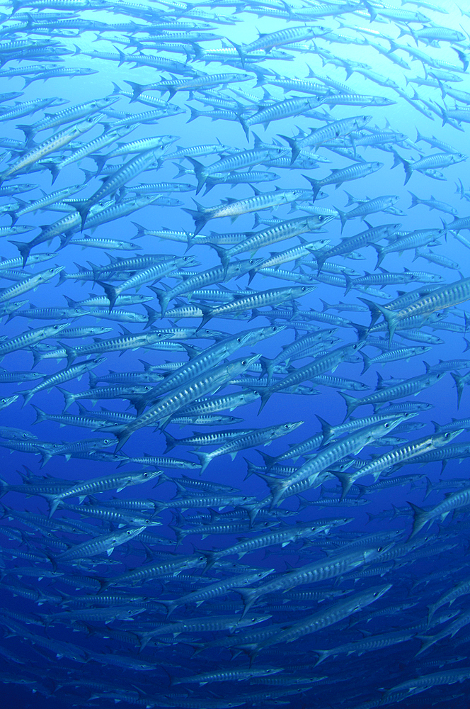 Schooling chevron barracuda, Sphyraena qenie, Bacan Island, Spice Islands, Maluku Region, Halmahera, Indonesia, Pacific Ocean