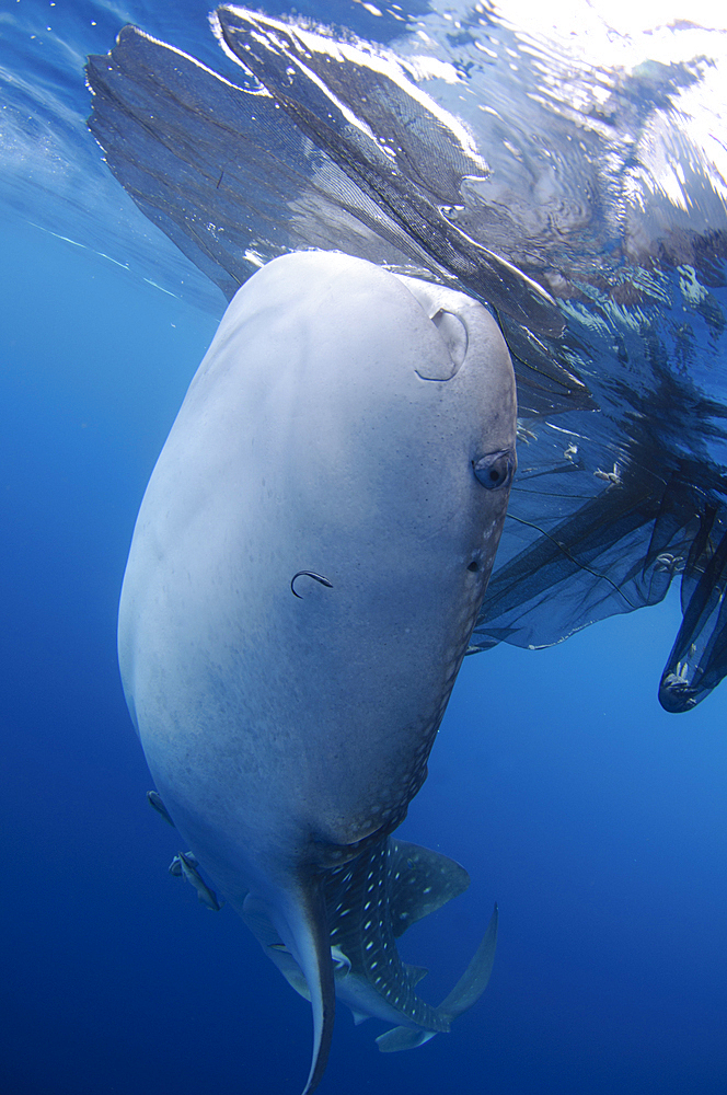 A whaleshark, Rhincodon typus, feeds at the surface under a bagan, a traditional style of fishing boat, Cendrawasih Bay, Papua Province, Indonesia, Pacific Ocean