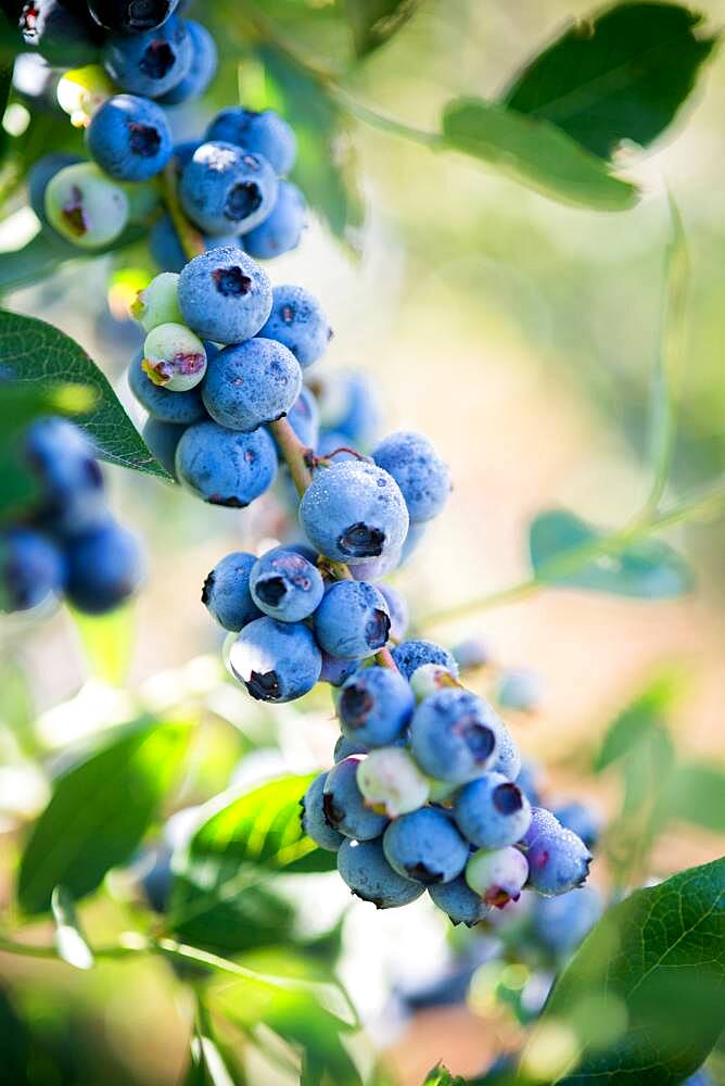 Blueberry bushes and harvest in Temuco Chile