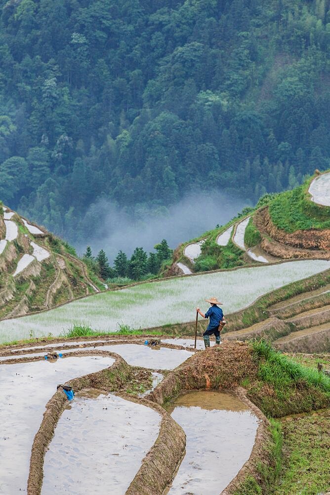 A farmer works to clear the rice paddies in the Ping'an section of the Longshen rice terraces in China.