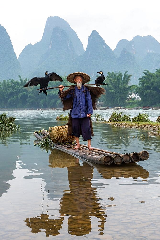 An elderly cormorant fisherman with cormorants perched on a bamboo pole on the Li River. Xingping, China.