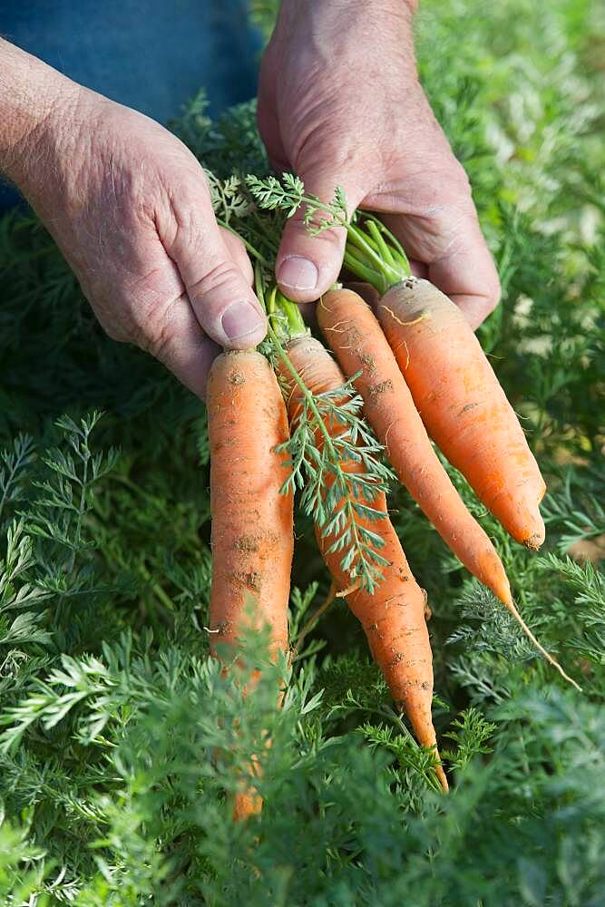 Farmer Holding Carrots