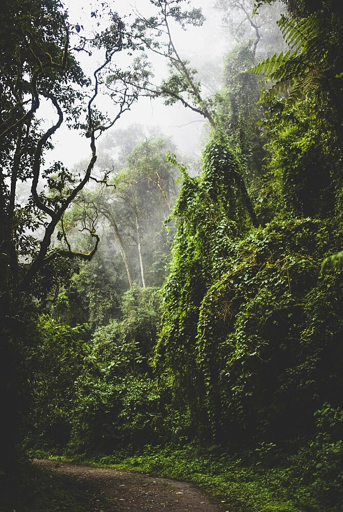 The Cocora Valley (Spanish: Valle de Cocora) is a valley in the department of Quindio, just outside the pretty little town of Salento, in the country of Colombia,