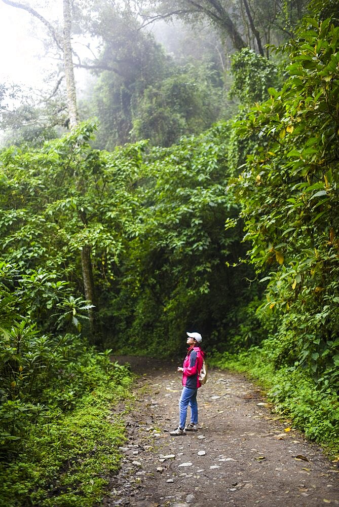 The Cocora Valley (Spanish: Valle de Cocora) is a valley in the department of Quindio, just outside the pretty little town of Salento, in the country of Colombia,