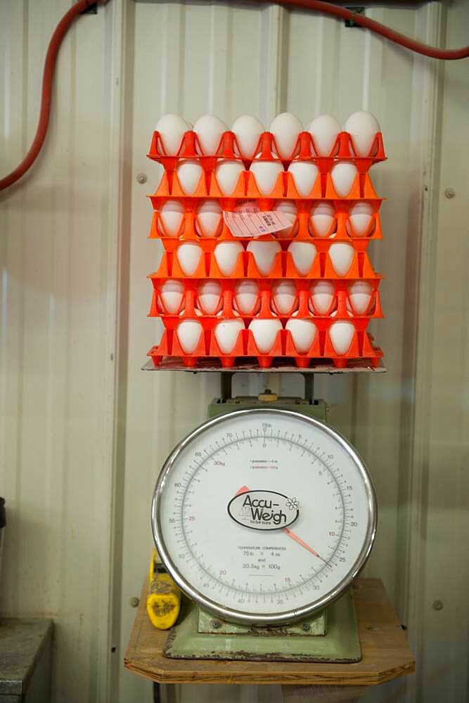 Eggs being weighed at a processing plant on egg farm