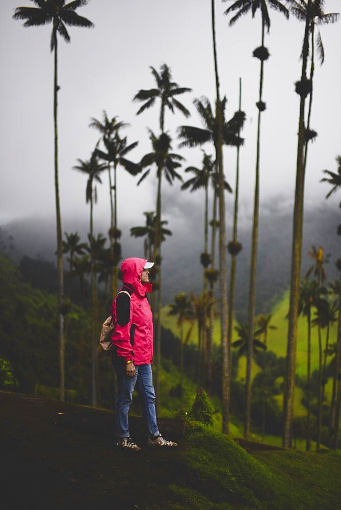 The Cocora Valley (Spanish: Valle de Cocora) is a valley in the department of Quindio, just outside the pretty little town of Salento, in the country of Colombia,