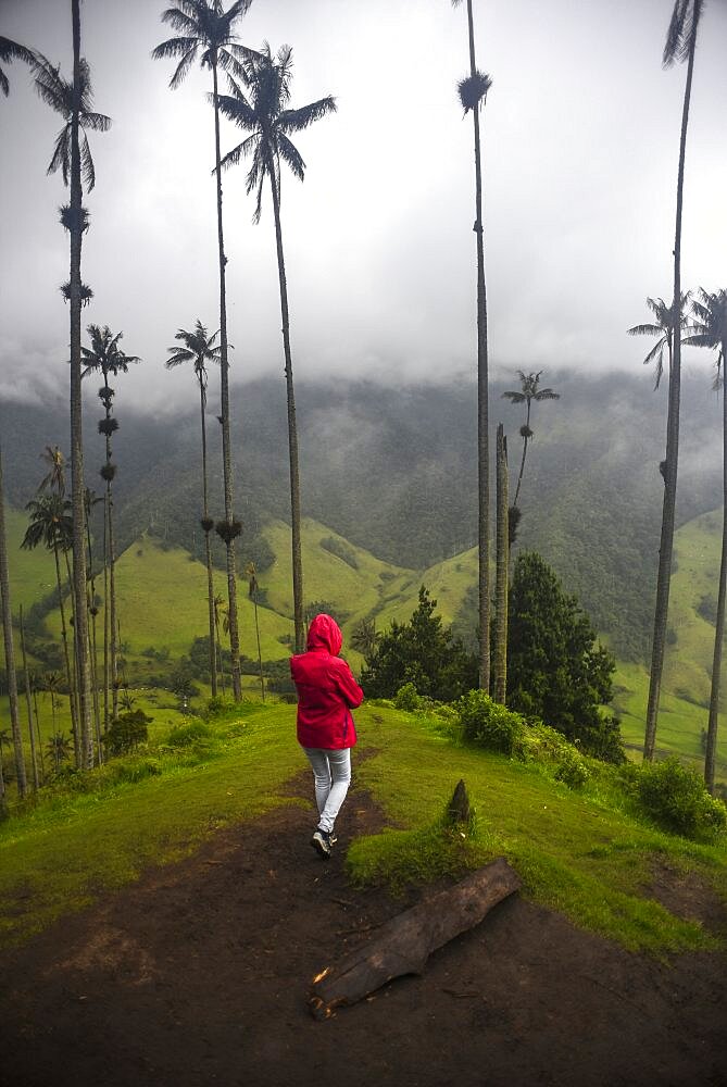 The Cocora Valley (Spanish: Valle de Cocora) is a valley in the department of Quindio, just outside the pretty little town of Salento, in the country of Colombia,