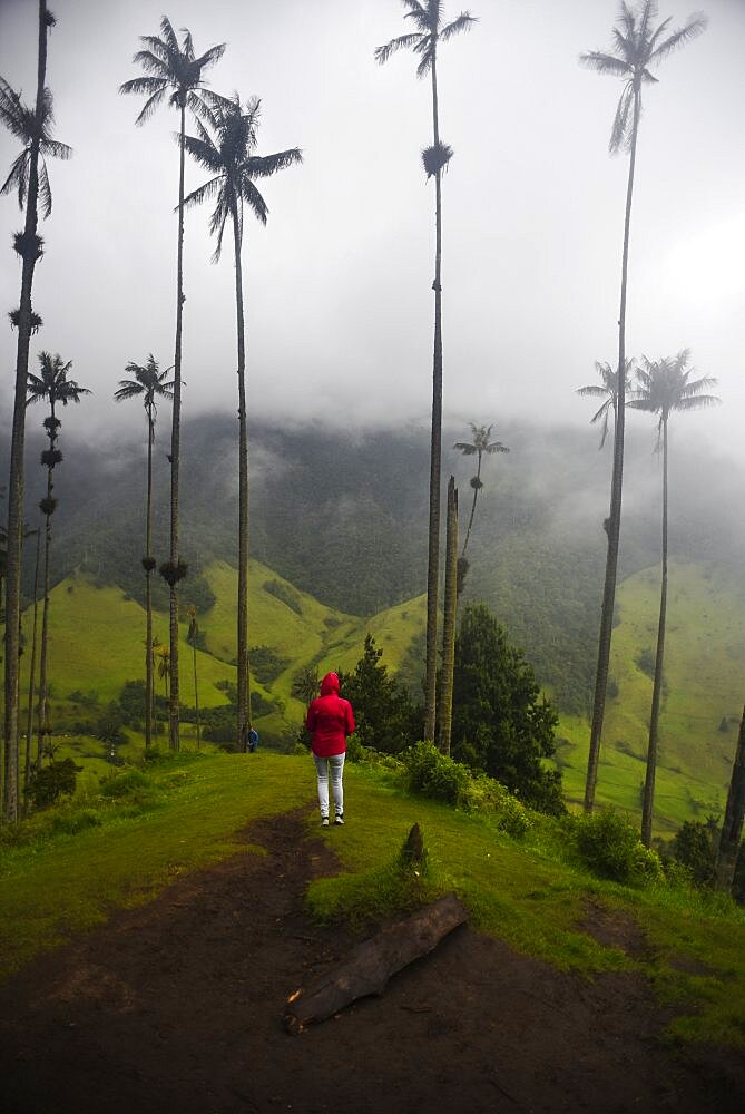 The Cocora Valley (Spanish: Valle de Cocora) is a valley in the department of Quindio, just outside the pretty little town of Salento, in the country of Colombia,