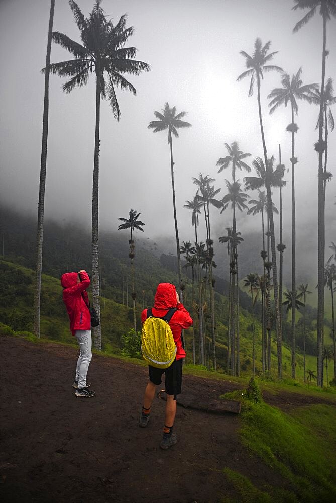 The Cocora Valley (Spanish: Valle de Cocora) is a valley in the department of Quindio, just outside the pretty little town of Salento, in the country of Colombia,