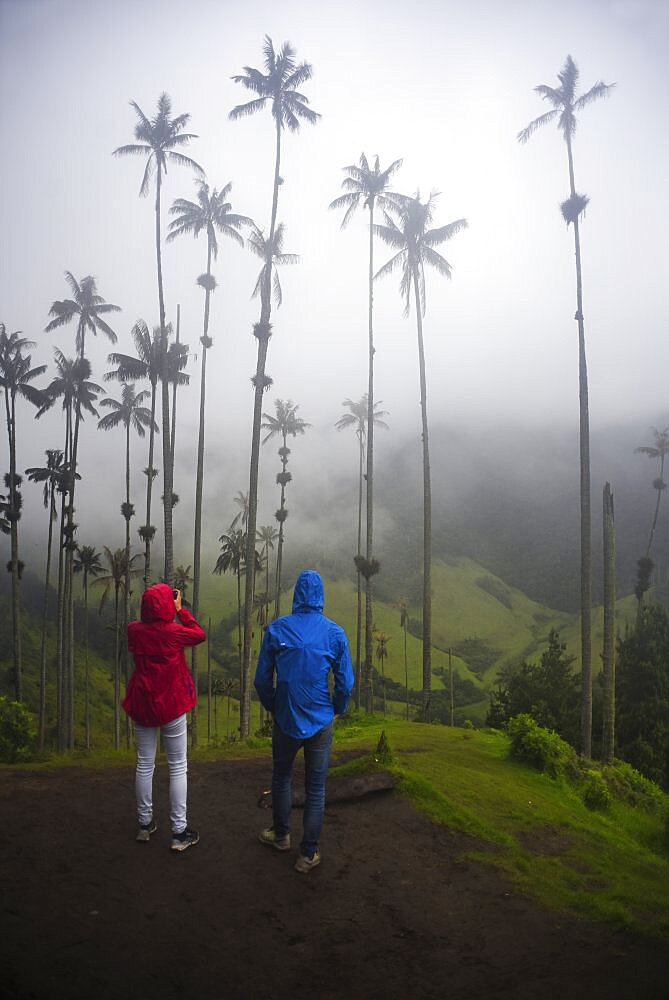 The Cocora Valley (Spanish: Valle de Cocora) is a valley in the department of Quindio, just outside the pretty little town of Salento, in the country of Colombia,