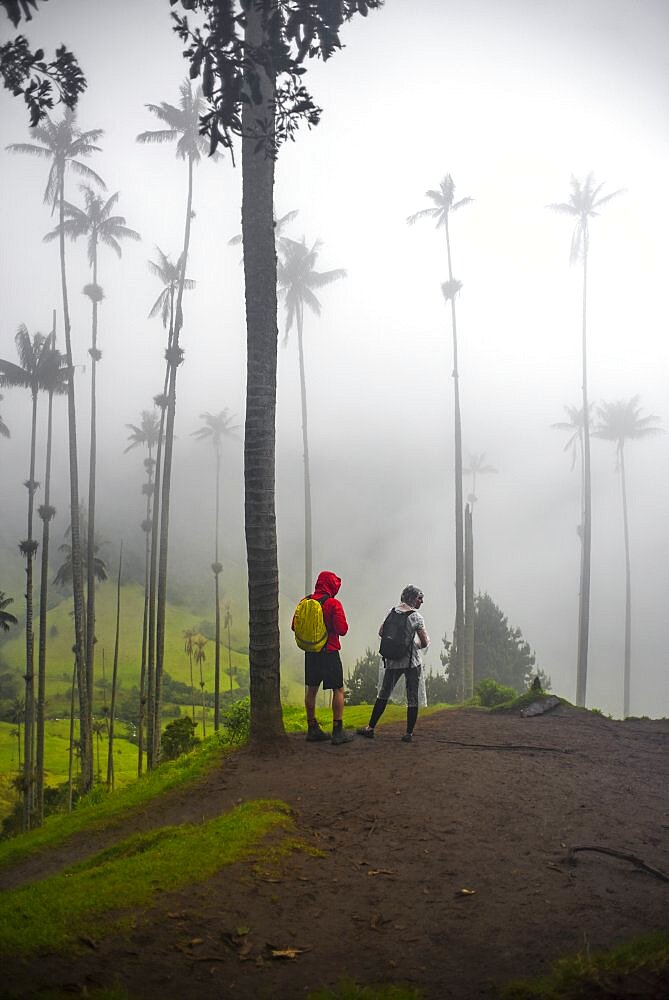 The Cocora Valley (Spanish: Valle de Cocora) is a valley in the department of Quindio, just outside the pretty little town of Salento, in the country of Colombia,