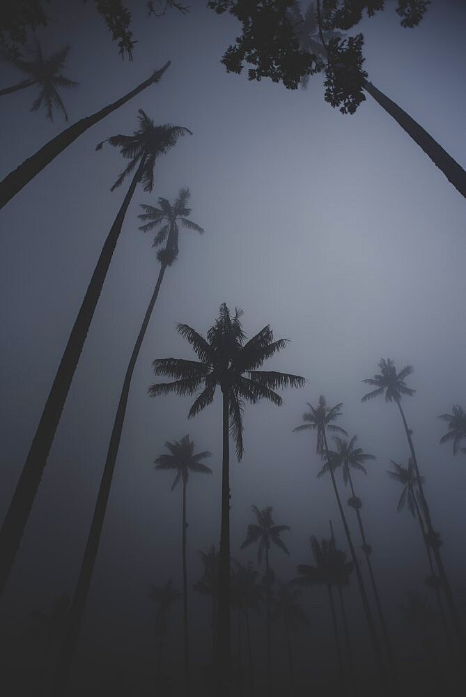 The Cocora Valley (Spanish: Valle de Cocora) is a valley in the department of Quindio, just outside the pretty little town of Salento, in the country of Colombia,