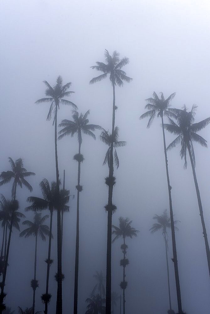 The Cocora Valley (Spanish: Valle de Cocora) is a valley in the department of Quindio, just outside the pretty little town of Salento, in the country of Colombia,