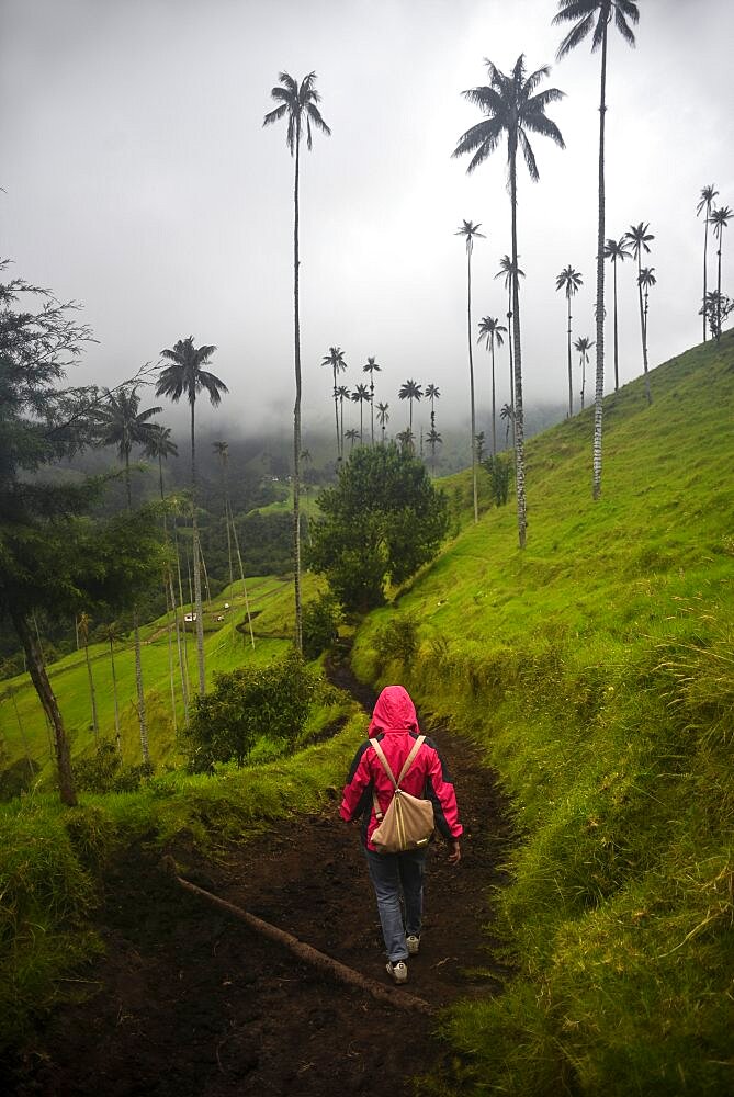 The Cocora Valley (Spanish: Valle de Cocora) is a valley in the department of Quindio, just outside the pretty little town of Salento, in the country of Colombia,