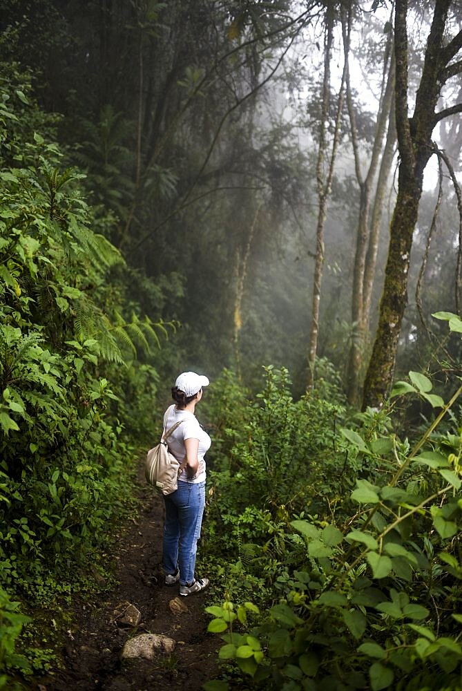 The Cocora Valley (Spanish: Valle de Cocora) is a valley in the department of Quindio, just outside the pretty little town of Salento, in the country of Colombia,