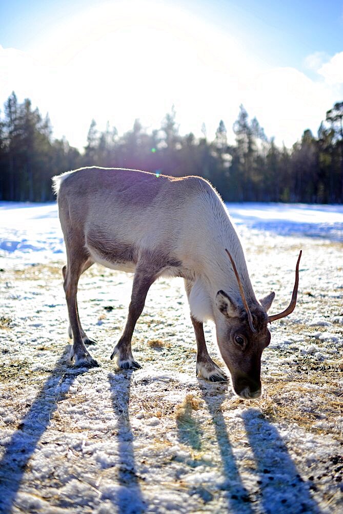 In the Reindeer farm of Tuula Airamo, a S?mi descendant, by Muttus Lake. Inari, Lapland, Finland