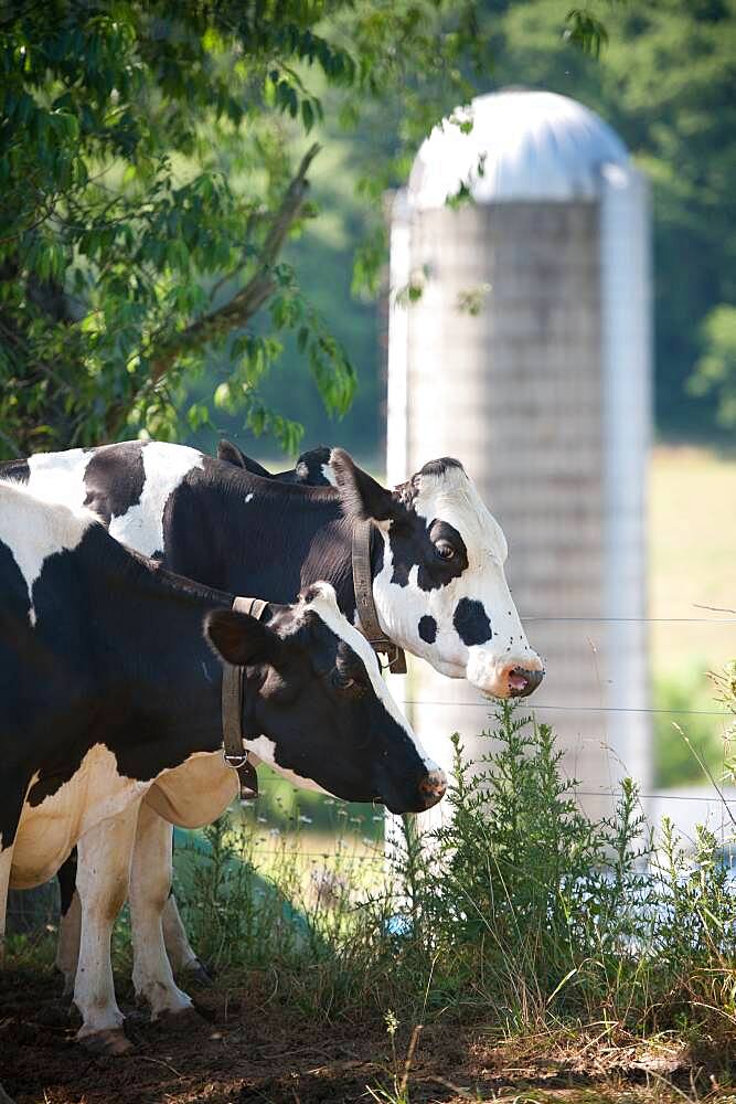 Cows grazing in pasture in front of silos