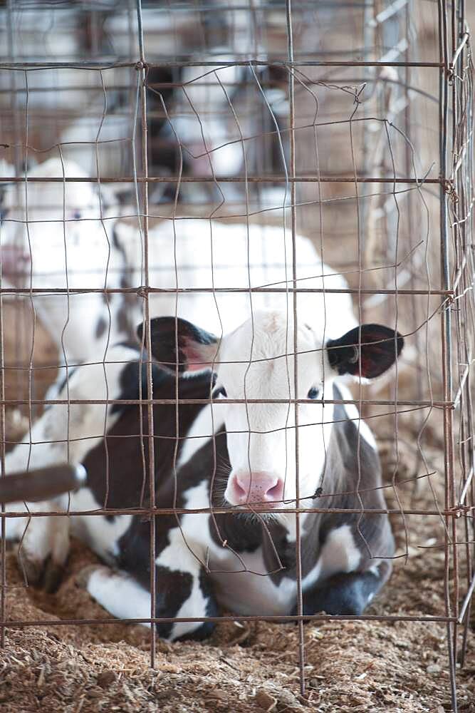 Dairy calf in a pen inside the barn