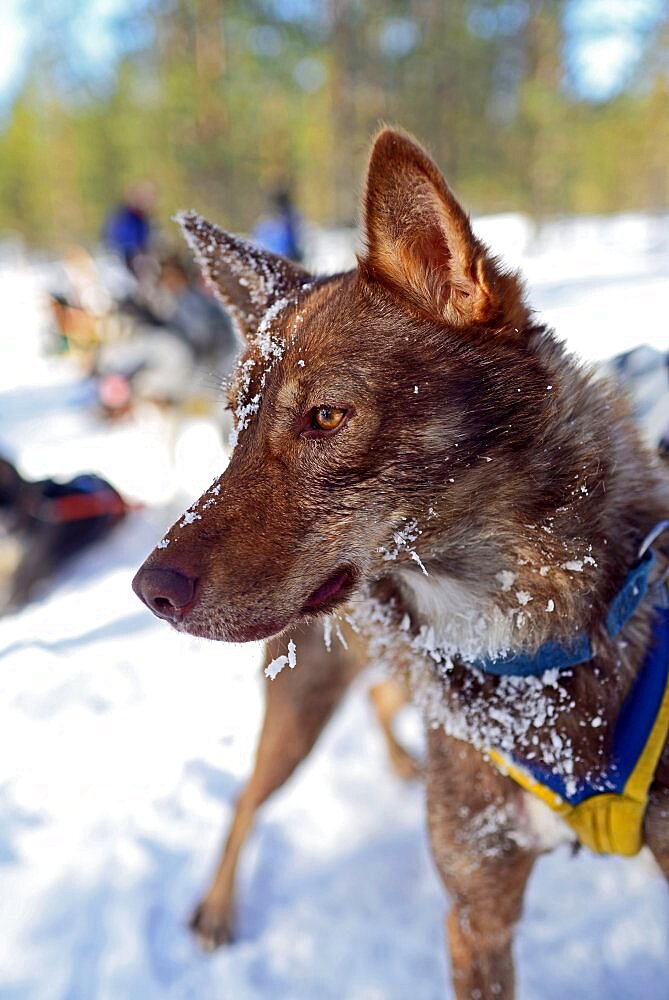 Wilderness husky sledding taiga tour with Bearhillhusky in Rovaniemi, Lapland, Finland