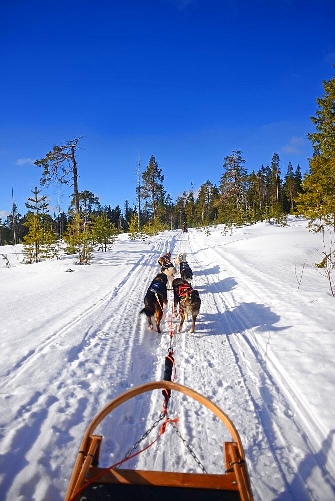 Wilderness husky sledding taiga tour with Bearhillhusky in Rovaniemi, Lapland, Finland