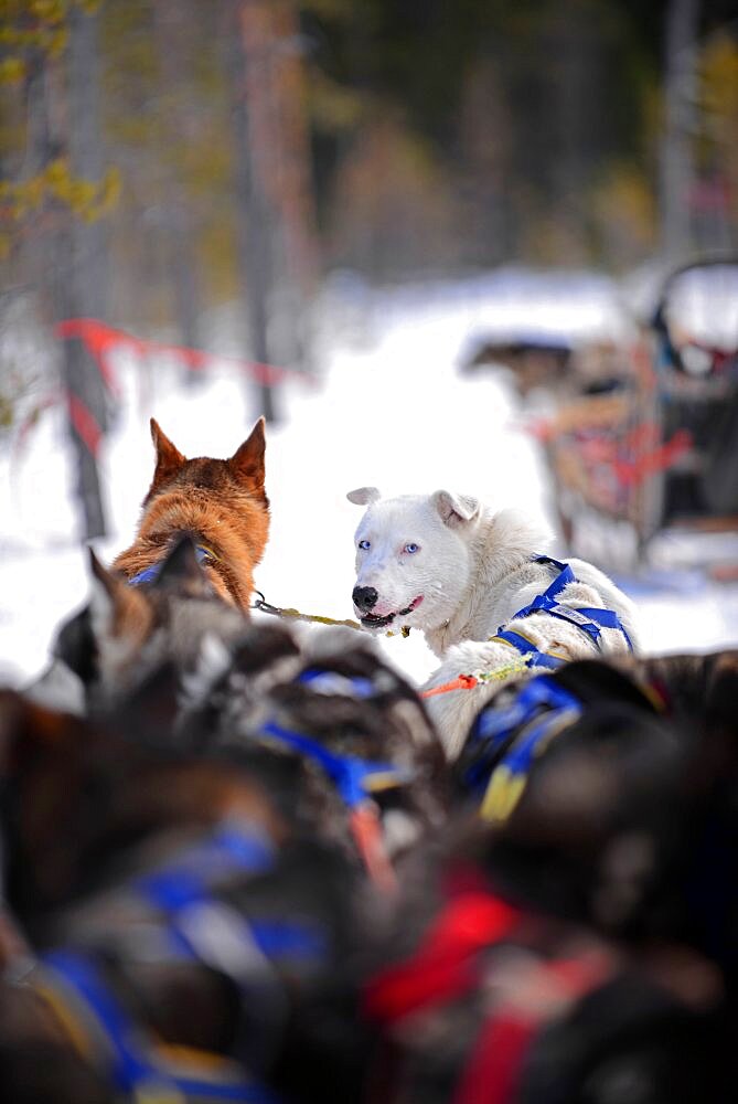 Wilderness husky sledding taiga tour with Bearhillhusky in Rovaniemi, Lapland, Finland