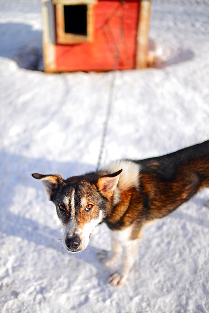 Wilderness husky sledding taiga tour with Bearhillhusky in Rovaniemi, Lapland, Finland