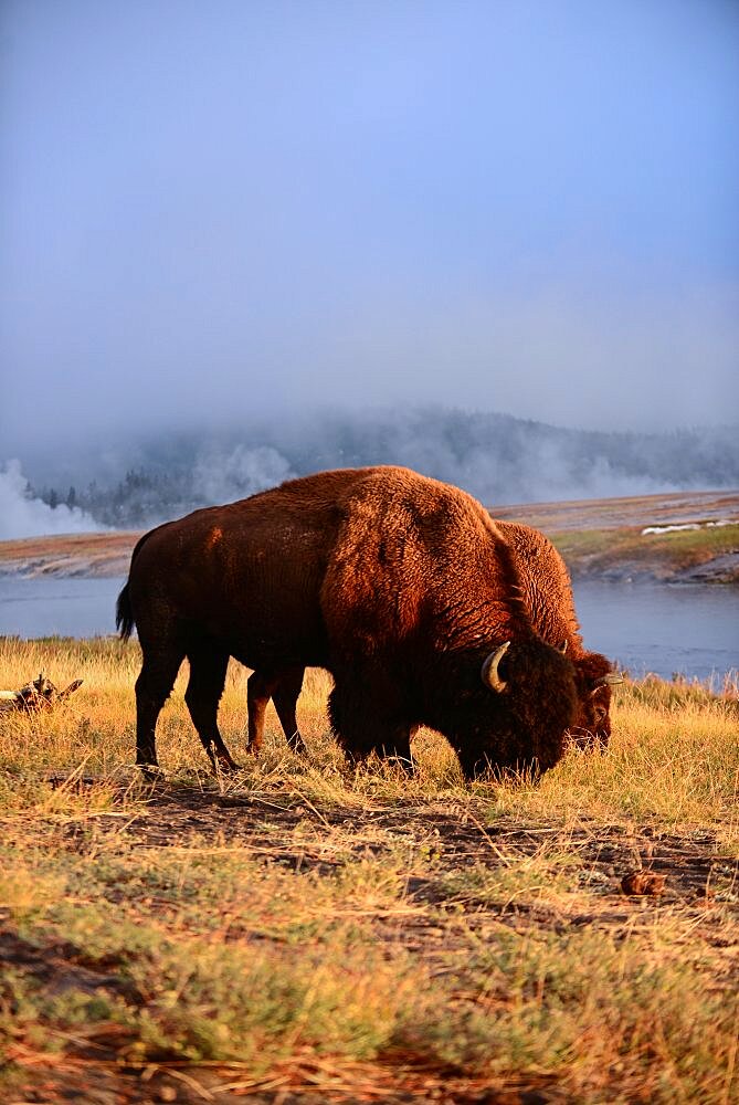 America Bison (Bison bison) in Yellowstone National Park, USA