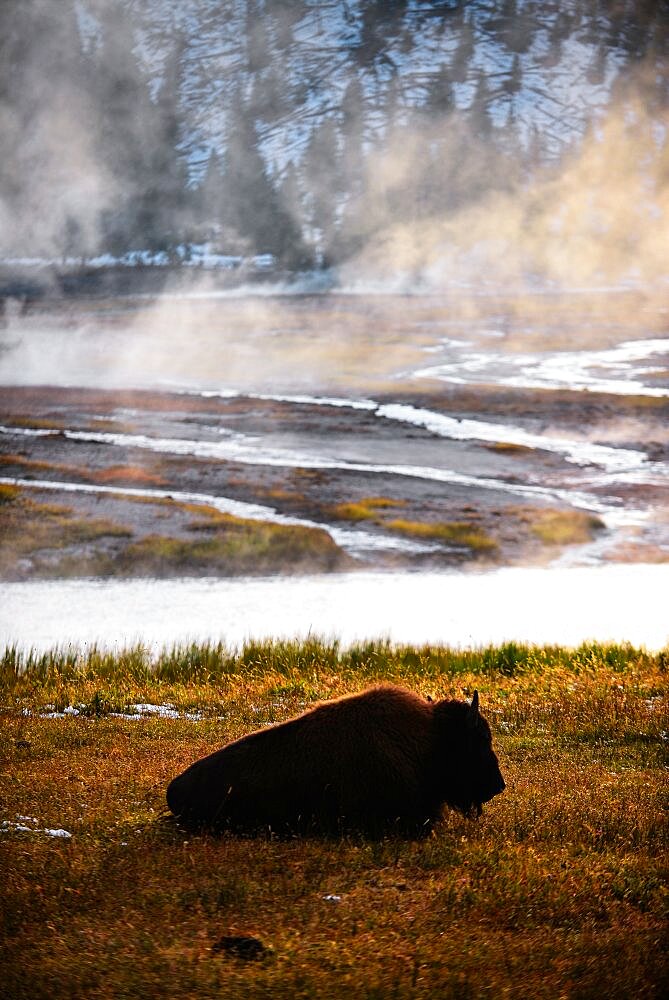 America Bison (Bison bison) in Yellowstone National Park, USA