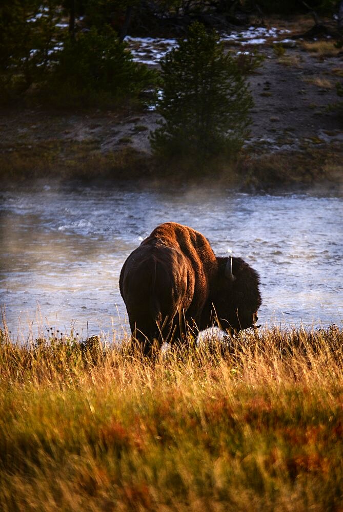 America Bison (Bison bison) in Yellowstone National Park, USA