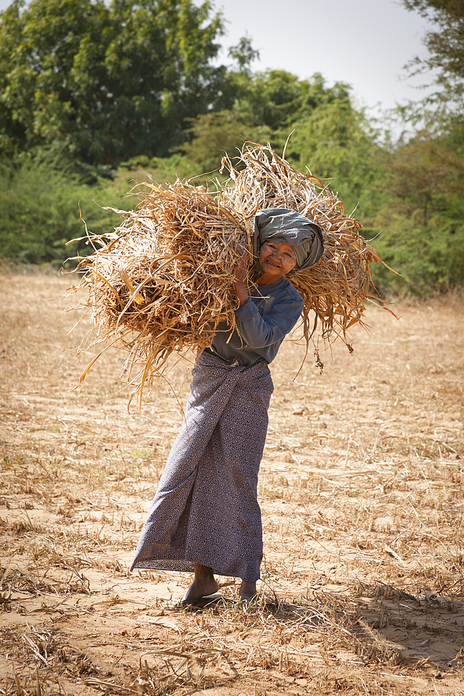 Elderly lady collecting straw in a field, near Minnanthu village, Bagan, Myanmar, (Burma)