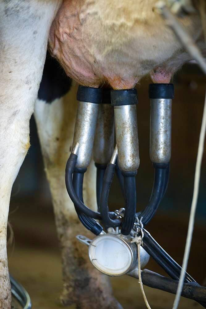 Milking equipment on udders of a dairy cow