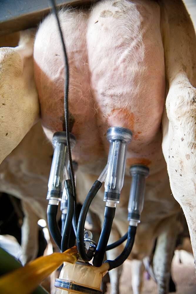 Close up of milking equipment attached to dairy cow in Ridgely, Maryland