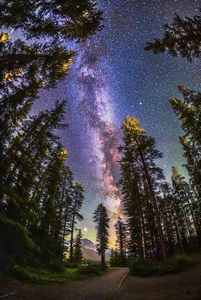 The summer Milky Way with the Summer Triangle stars through pine trees, shot from the Howse Pass Viewpoint at Saskatchewan River Crossing, Banff National Park, Alberta. Jupiter is the bright object at the bottom.