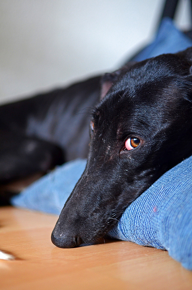 Rescued black Spanish Greyhound starts a new life, after being abandoned by a hunter, in a state of advanced malnutrition