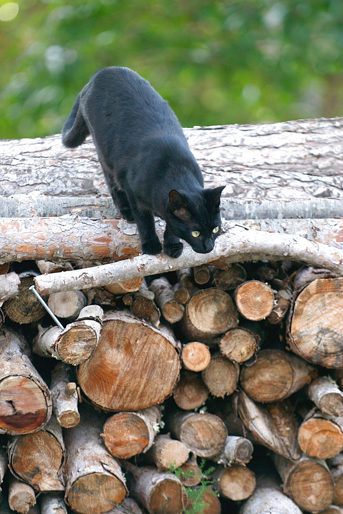 Black cat in nature