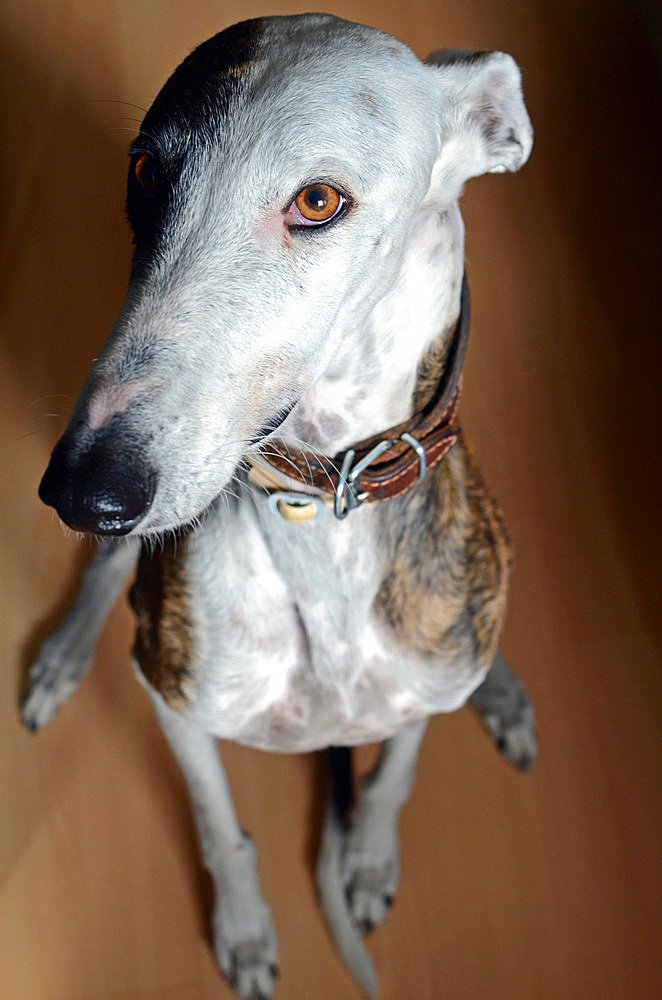 Interior portrait of a beautiful Spanish Greyhound