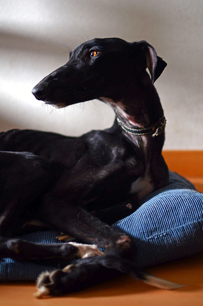 Rescued black Spanish Greyhound starts a new life, after being abandoned by a hunter, in a state of advanced malnutrition