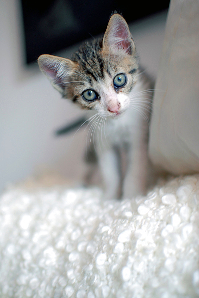 Few Weeks Old Kitten at Home