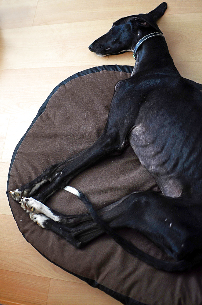 Rescued black Spanish Greyhound starts a new life, after being abandoned by a hunter, in a state of advanced malnutrition