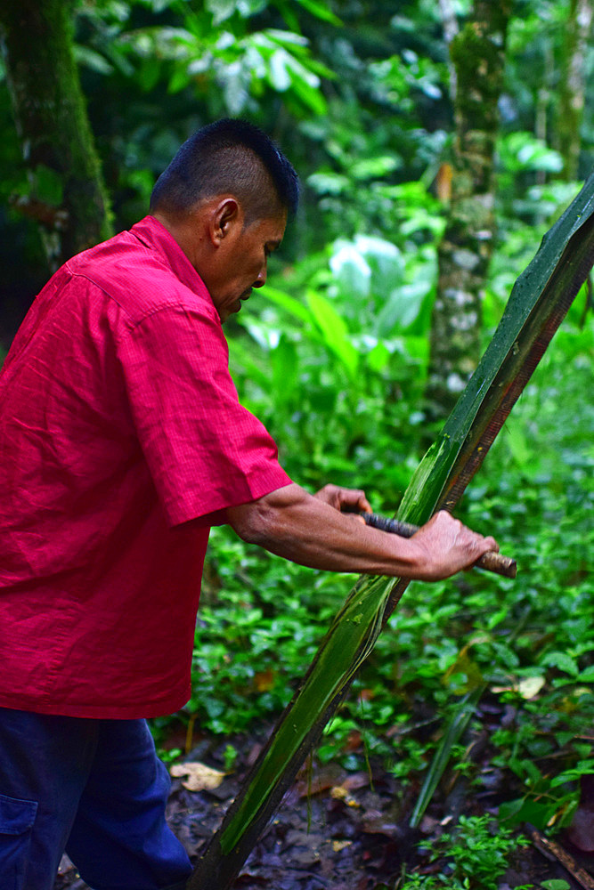 Catato L?pez, Bribri man extracts thread from a plant for different purposes, A day with the Bribri, indigenous people in Lim?n Province of Costa Rica