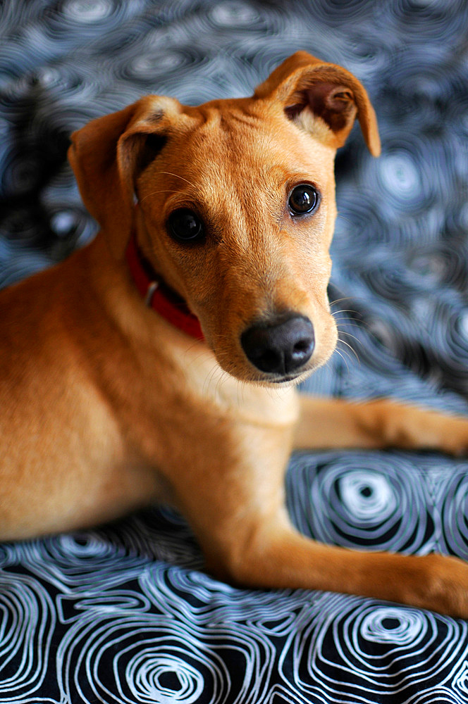 Portrait of cute brown mixed breed puppy at home