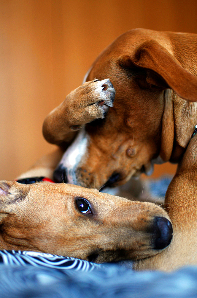 Cute brown mixed breed puppy interacts with bigger dog