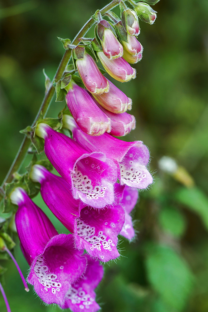 foxglove, common foxglove, purple foxglove or lady's glove (Digitalis purpurea). Collados del Ason Natural Park. Cantabria, Spain, Europe