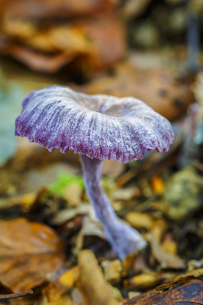 Amethyst deceiver (Laccaria amethystina). Saja-Besaya Natural Park. Cabuerniga valley. Cantabria, Spain.