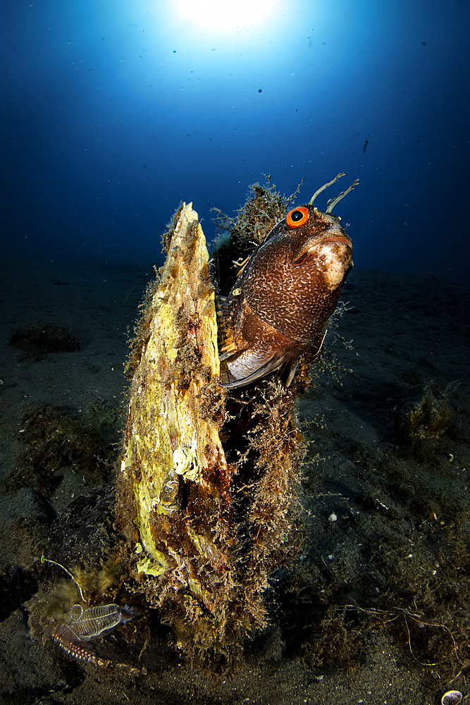 Butterfly blenny in a fan mussel, Italy