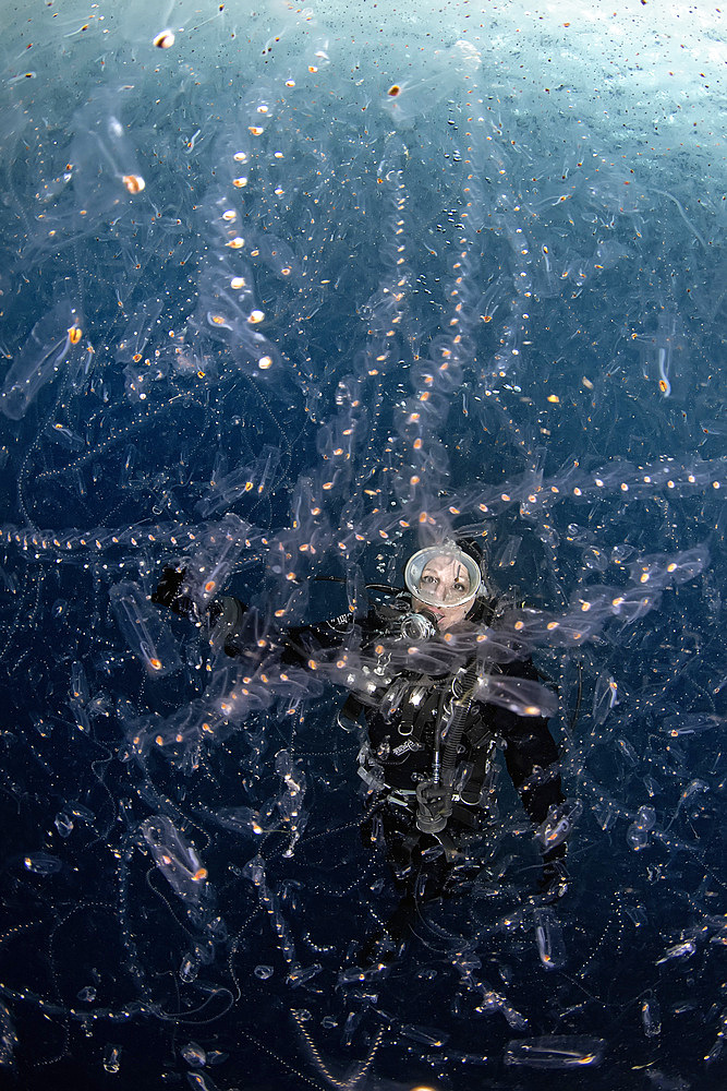 A diver watches in awe a dense soup of tunicates aggregated by very special sea conditions. This picture was taken during a special event occurred on April 2019 in the Strait of Messina, when special conditions of weather, sea currents and moon phases brought close to surface a lot of pelagic subjects, including a few usually living very deep.